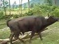 Junta de Le�a Colcamar Amazonas Peru