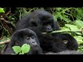 ibirunga by’u Rwnda,igicumbi cy’ubukerarugendo