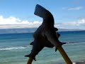 Shark attack off shore in Maui 2007 Shark attack off shore in Maui 2007