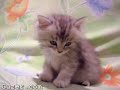 sleepy kitten