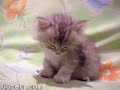 Sleepy Kitten