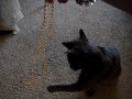 smokey fetch
