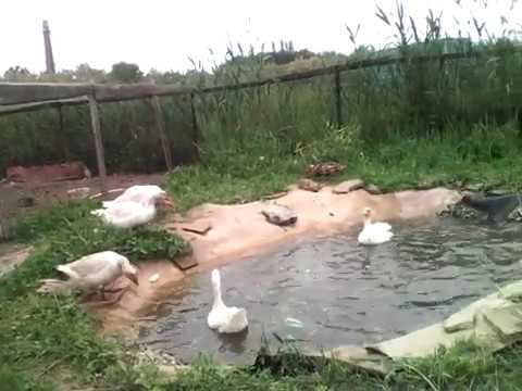 Как сделать пруд для гусей