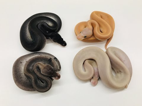 YouTube reptile video