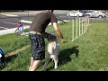 Click here to watch this video Bacon Doing Agility for the First Time