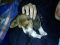 Beagle video