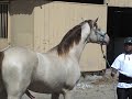 Caballo Cubriendo Yeguas por primera vez (818)335-2735 Yeguadaherrera.com