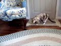 Прикол с Кошкой. Во Кошку Дёргает ))