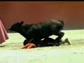 midget bull fight