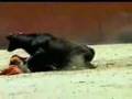 midget bull fight