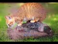 Cosas de gatos 3