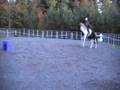 First Canter Strides and Bridleless