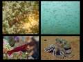 Tubarão-Lixa ou Enfermeiro - Ginglymostoma cirratum