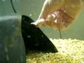 Black Ghost Knifefish Handfeeding
