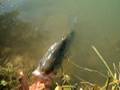 Big black bass of 11 october 2008