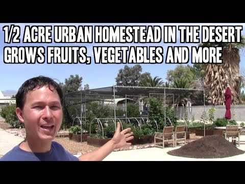 how to transplant jujube tree