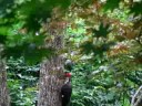 Pileated woodpeckers