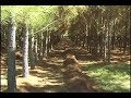 hobby pine straw conditioner
