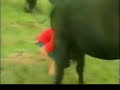 Il cavallo incontinente