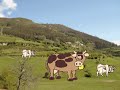 tengo una vaca lechera