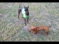 Oscar, Sam, Baby, Sandy, Charlie ... just kickn'!