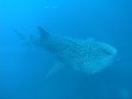 ジンベイザメ＆マンボウ！ 10.06.10の神子元島 海遊社