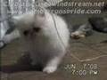 Clyd-A-Scope Persians Beautiful's kittens update 6-7-08