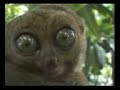 animal scary animal scary