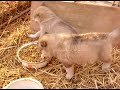 Wolf Cub Pup