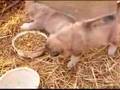 Wolf Cub Pup