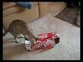 bengal kitten and cat fighting over a coke box at Lost Temple Pets