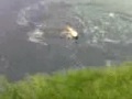 Vissen op Snoek ToG en Yre Gorredijk Vissen op Snoek ToG en Yre Gorredijk