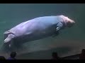 When Hippos Fly