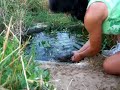 Horny Bull Frog Horny Bull Frog