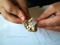 origami flexible gecko