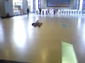 Gusano humano
