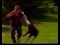 schutzhund schutzhund