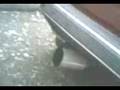 videos de Video-0002.3gp