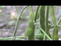 Soybean Plant - Rhizobia - Cricket