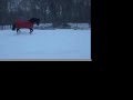 Sleigh Ride! Lady Hannah B Sleigh Ride! Lady Hannah B