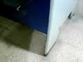 pechugas cagando pechugas cagando