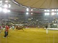 Vacas. Pilares 2008 ( Zaragoza ). Vacas. Pilares 2008 ( Zaragoza ).