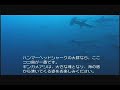 ココ島チャータークルーズ・ハンマーヘッドシャーク ココ島