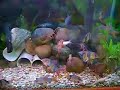 Loaches 01-02-2008 Loaches 01-02-2008