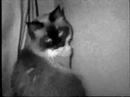 Two Cats Playing Hide and Go Seek
