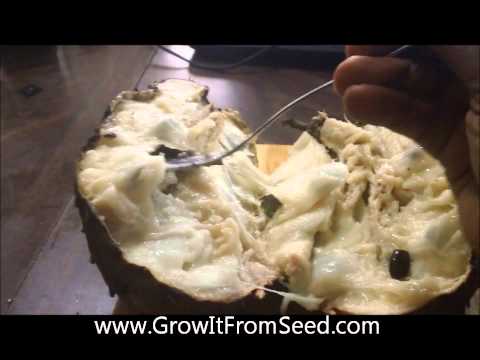 how to fertilize guyabano
