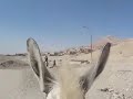 Donkey Day! Luxor\
