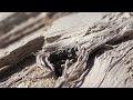 Видеообзор Sony 50mm f/2.8 (SAL-50M28)