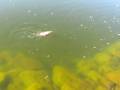 Pastrav la lacul Panguitch - Utah USA  - part 2