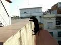 videos de Spidercat, Harry